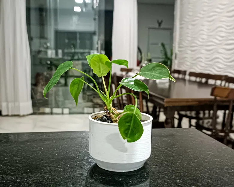 Chậu Cây Đơn Giản Của Dulf - Image 5