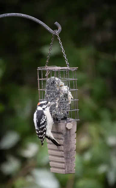 Nẹp Đuôi Cho Máng Mồi Khô - Image 1