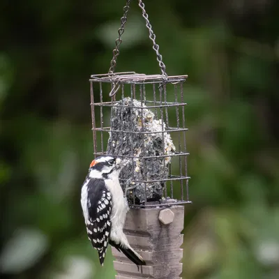 Nẹp Đuôi Cho Máng Mồi Khô