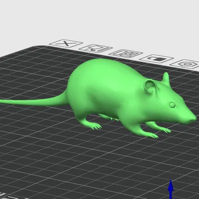 Chuột đường phố "Street rat"