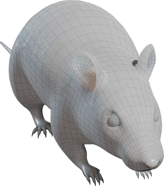 Chuột đường phố "Street rat" - Image 2