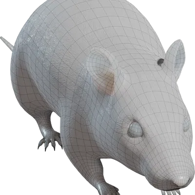 Chuột đường phố "Street rat"