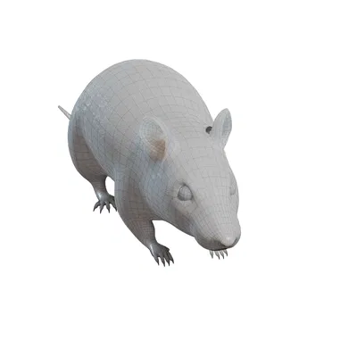 Chuột đường phố "Street rat"