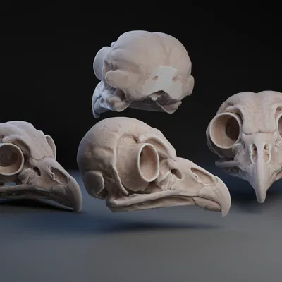 Hộp sọ Cú lốm