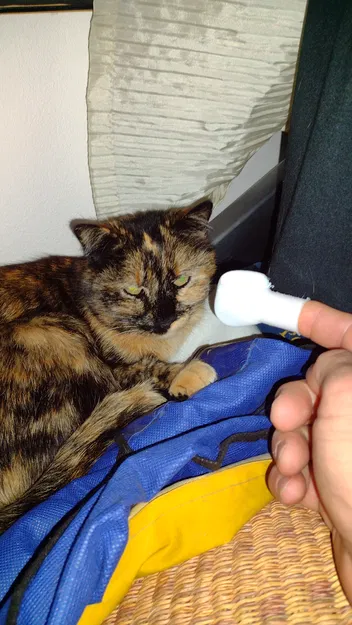 Găng Tay Đấm Bốc "Mèo Con" - Image 2