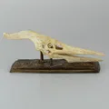 Sọ pteranodon - Thumbnail 1
