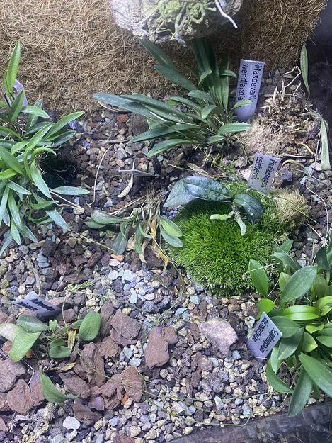 Bảng Tên Cây / Plant Label - Image 3