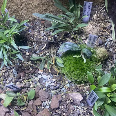 Bảng Tên Cây / Plant Label