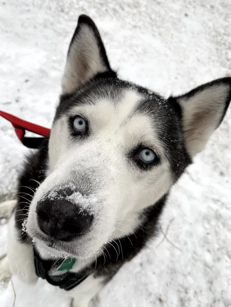 Thiết Bị Theo Dõi Cho Thú Cưng Ăn - Image 2