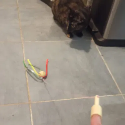 Đồ chơi ngón tay cho mèo