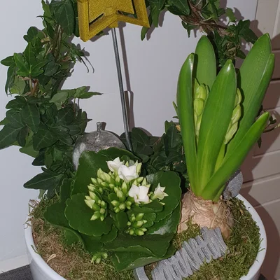 Ngôi Sao Trang Trí Tết