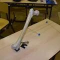 Xương Đùi (Femur) Quét 3D - Thumbnail 2