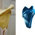 Xương Vai - Scapula (Bản Scan 3D) - Thumbnail 1