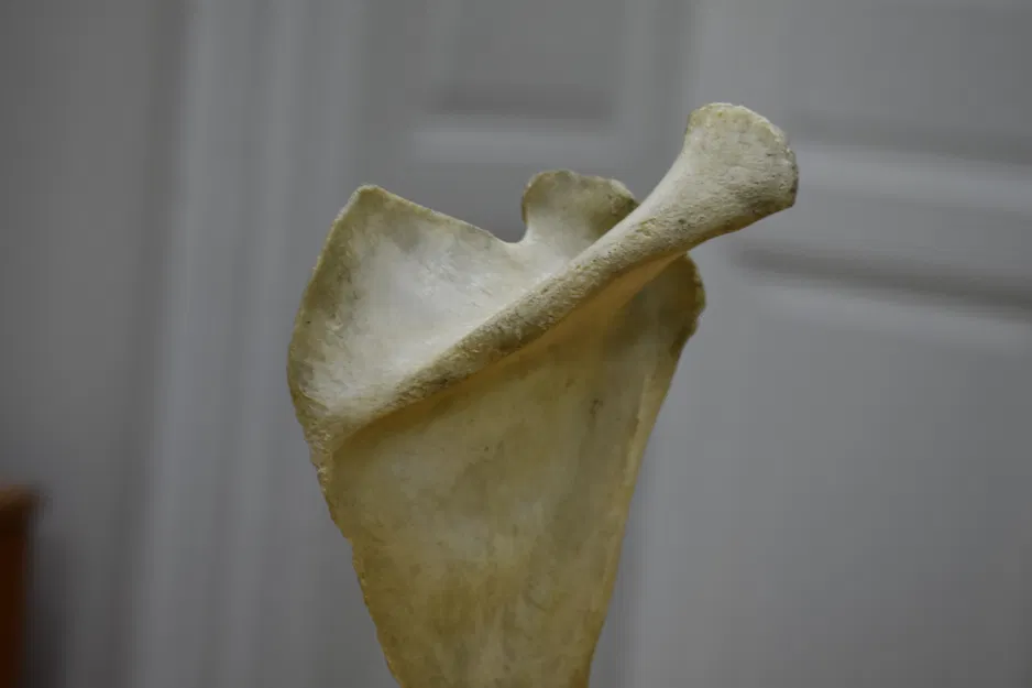 Xương Vai - Scapula (Bản Scan 3D) - Image 3