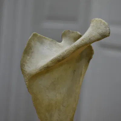 Xương Vai - Scapula (Bản Scan 3D)