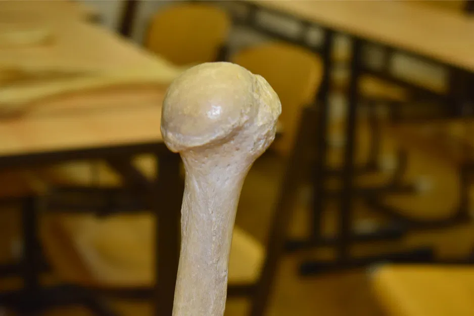 Xương Cánh Tay Trên - Humerus (Bản Scan 3D) - Image 1