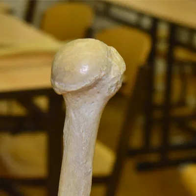 Xương Cánh Tay Trên - Humerus (Bản Scan 3D)