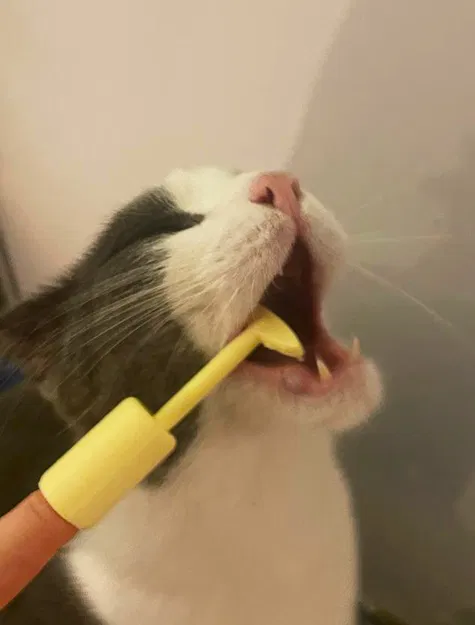 Cây Gãi Lưng Mini - Phiên Bản Bỏ Túi - Image 3