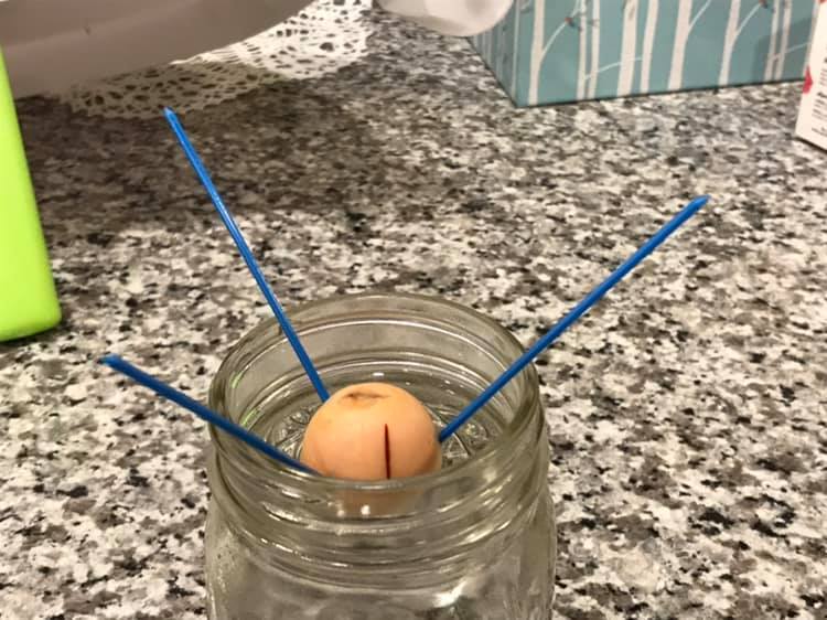 Răng Cưa In Được - Image 2