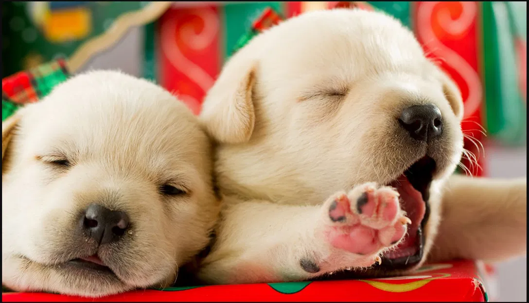 Ảnh Lithophane Hình Cún Con - Image 1