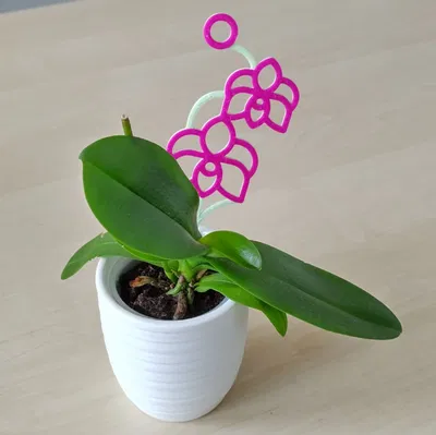 Giá Đỡ Lan Hồ Điệp