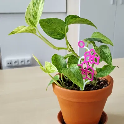 Giá Đỡ Lan Hồ Điệp