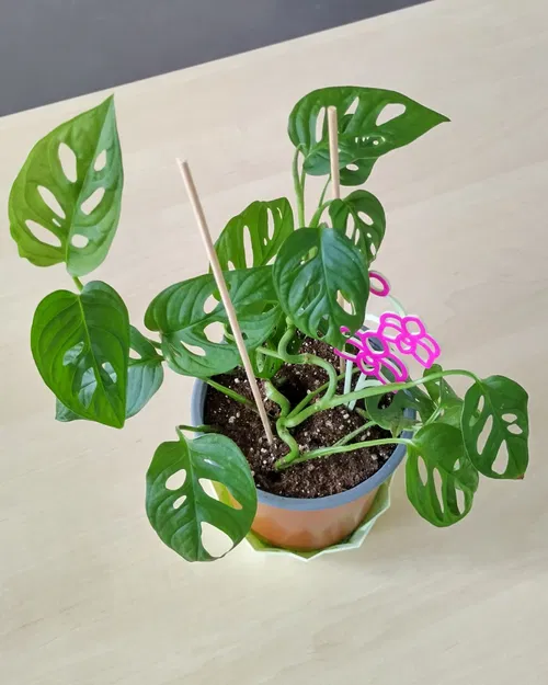 Giá Đỡ Lan Hồ Điệp - Image 4