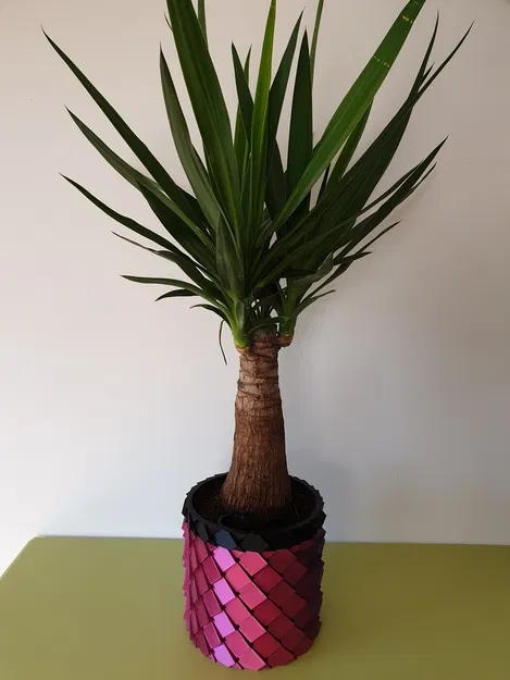 Chậu Rồng Vảy Rồng - Bộ Chèn Tự Tưới - Image 1