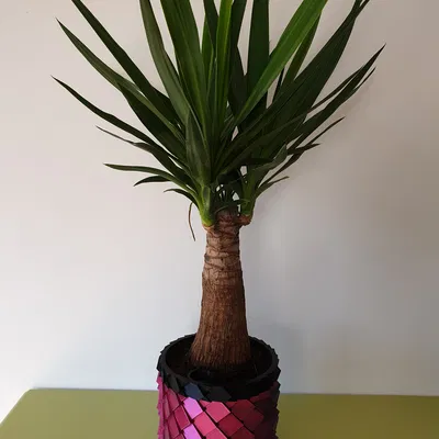 Chậu Rồng Vảy Rồng - Bộ Chèn Tự Tưới