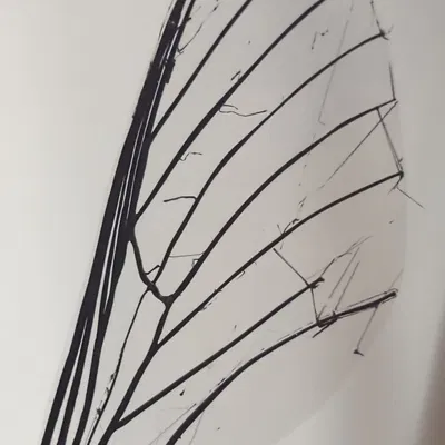 Bionic Hawkmoth Wing cho Mavs