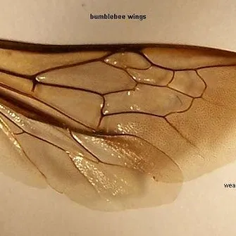 Bionic Bumblebee Wing cho Mavs