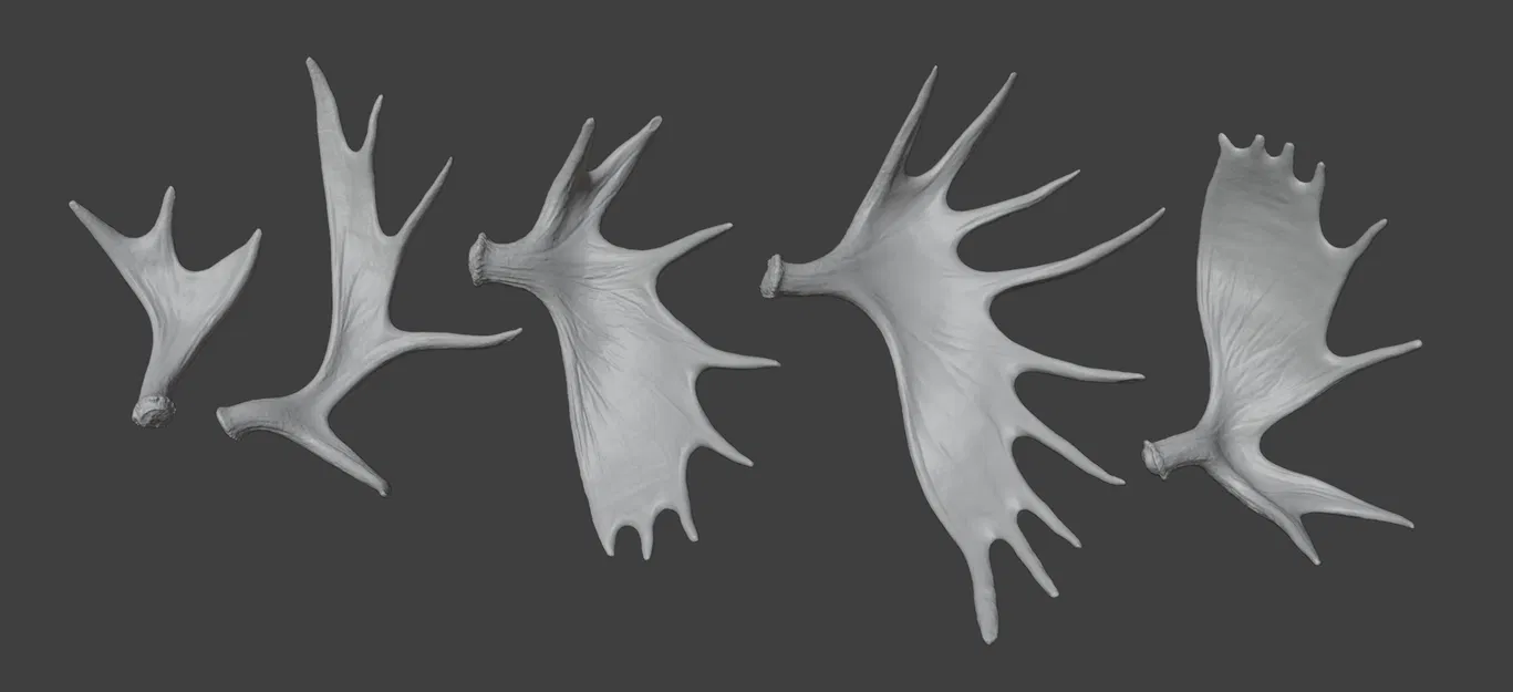 Tuyển tập sừng nai sừng tấm - Image 1