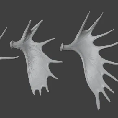 Tuyển tập sừng nai sừng tấm