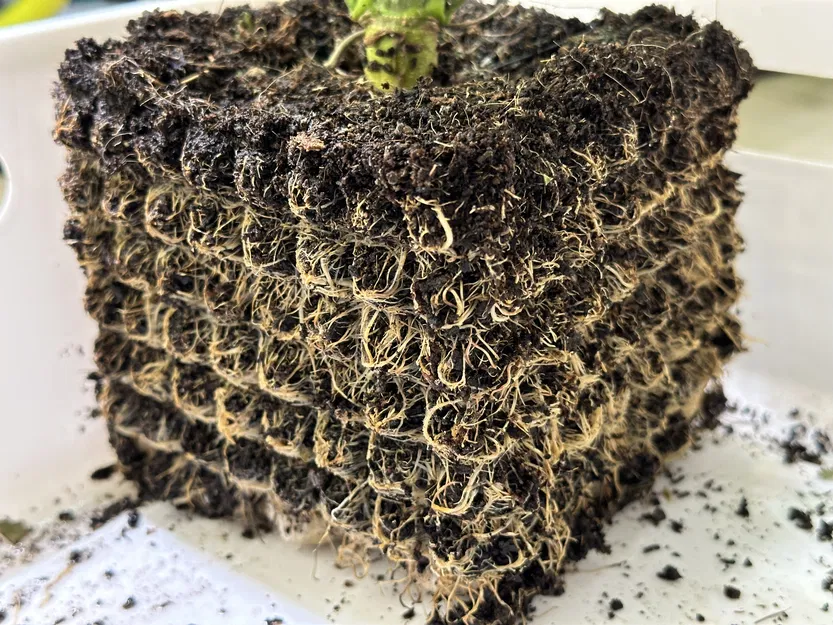 Rễ phát triển lớn không khí cắt tỉa nồi - Image 2