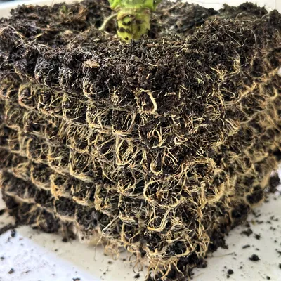 Rễ phát triển lớn không khí cắt tỉa nồi