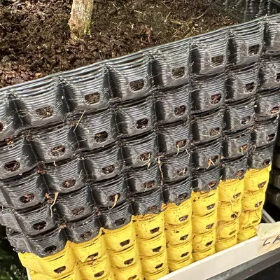 Rễ phát triển lớn không khí cắt tỉa nồi