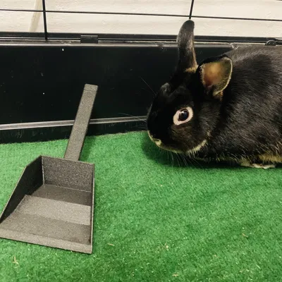 Muỗng Xẻng Dọn Chuồng Thỏ / Rabbit Scoop