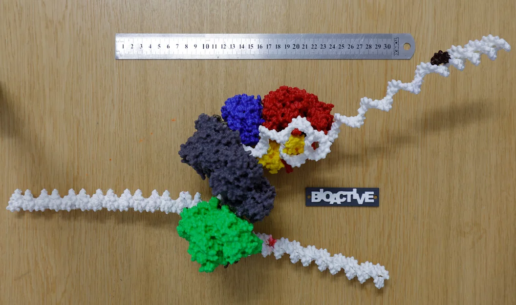 Mô hình T7 DNA replisome - Image 1