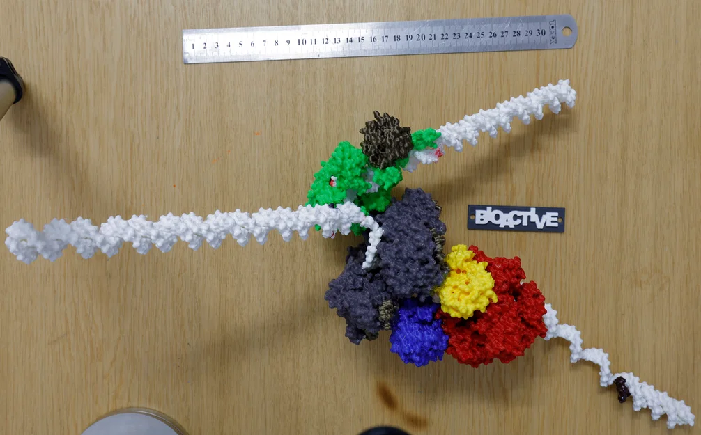 Mô hình T7 DNA replisome - Image 2