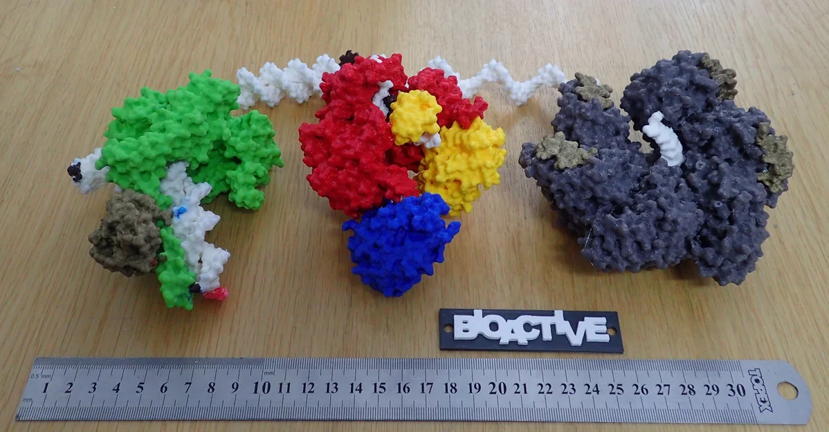 Mô hình T7 DNA replisome - Image 3