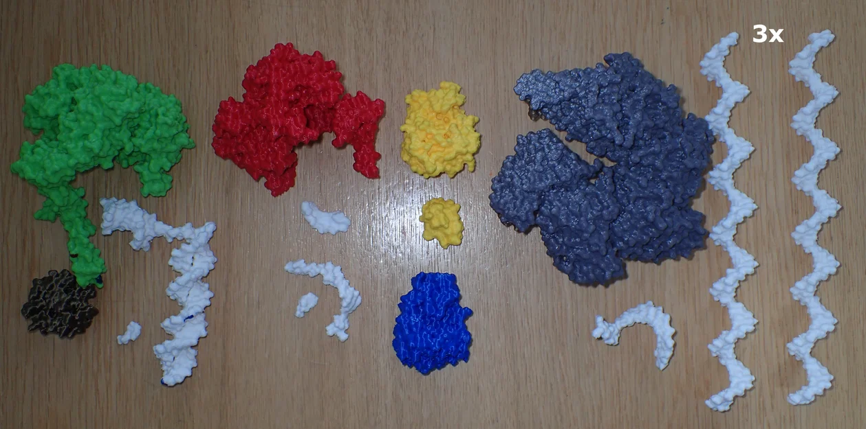 Mô hình T7 DNA replisome - Image 4