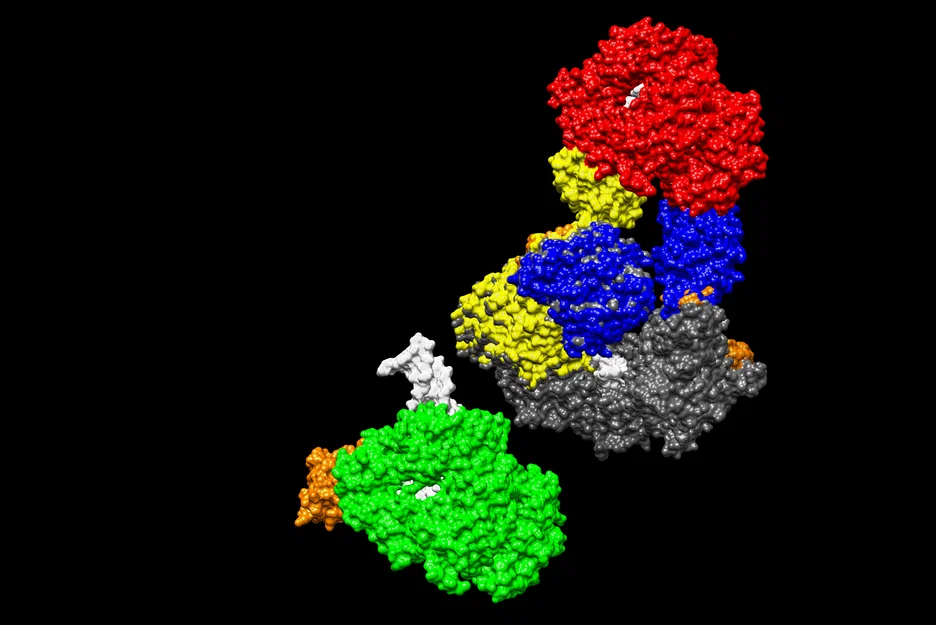 Mô hình T7 DNA replisome - Image 5