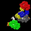 Mô hình T7 DNA replisome - Thumbnail 5