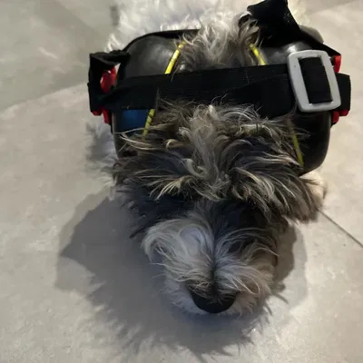 Chụp tai bảo vệ cho chó