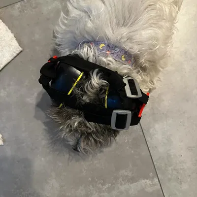 Chụp tai bảo vệ cho chó