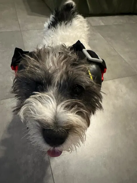 Chụp tai bảo vệ cho chó - Image 5