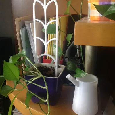 Bình tưới cây nhỏ xinh