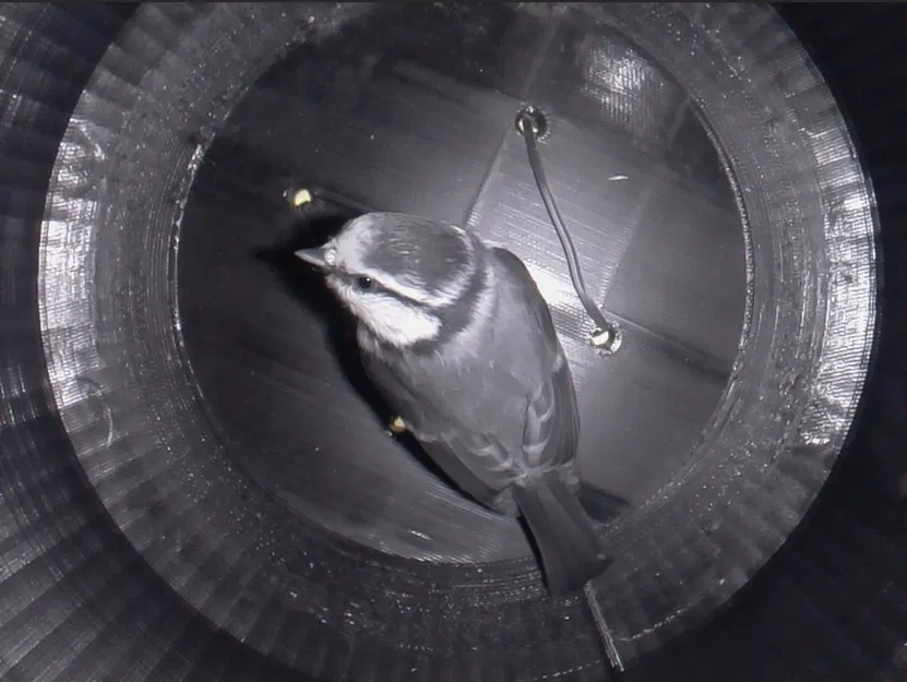 Ổ Chim Cho Chim Bìm Bịp Hoặc Các Loài Chim Nhỏ Khác - Image 2