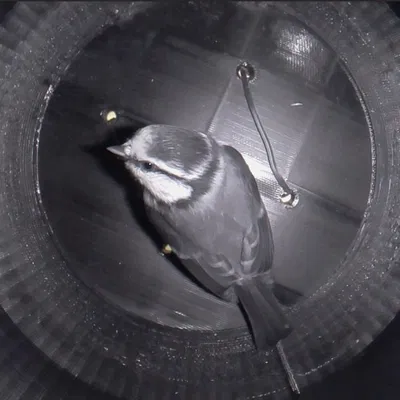 Ổ Chim Cho Chim Bìm Bịp Hoặc Các Loài Chim Nhỏ Khác