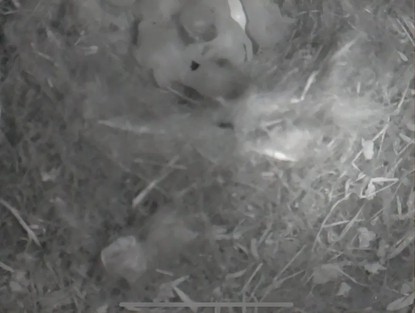 Ổ Chim Cho Chim Bìm Bịp Hoặc Các Loài Chim Nhỏ Khác - Image 3